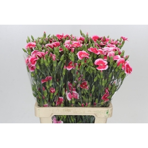 Dianthus Sp Symply Cherry