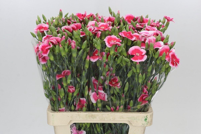 <h4>Dianthus Sp Symply Cherry</h4>