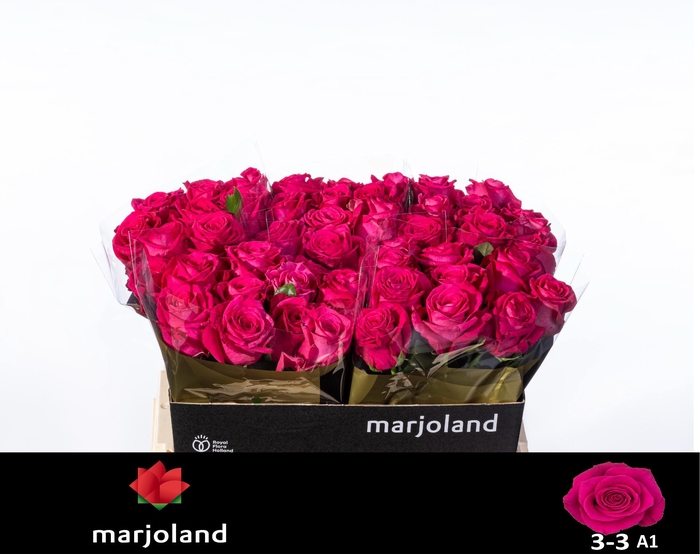 <h4>R GR XOCH! 3-3 A1</h4>