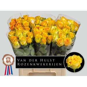 R Gr Lemon Finess A2