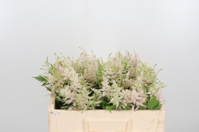 <h4>Astilbe Europa Roze</h4>