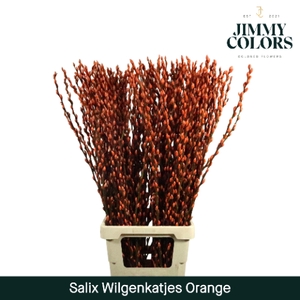 Salix Katjes L90 Klbh. Oranje