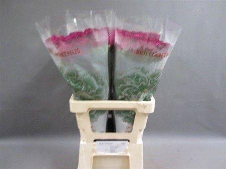 <h4>Di St Golem Hollandse</h4>