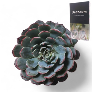 Echeveria Sitifukumiama Cutflower