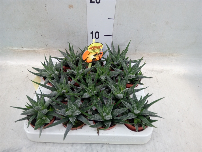 <h4>Haworthia fasciala 'Concolor'</h4>