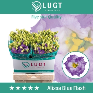 Lisianthus Alissa Blue Flash