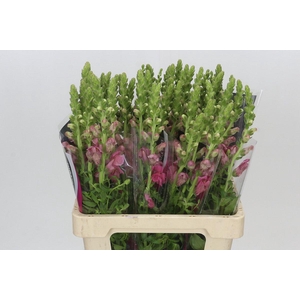 Antirrhinum Potomac Cherry Pink