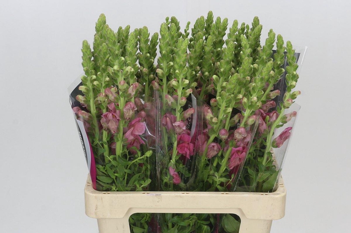 <h4>Antirrhinum Potomac Cherry Pink</h4>