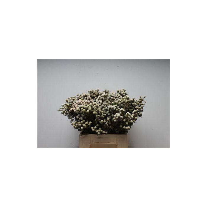 <h4>Kaaps Brunia Spray</h4>