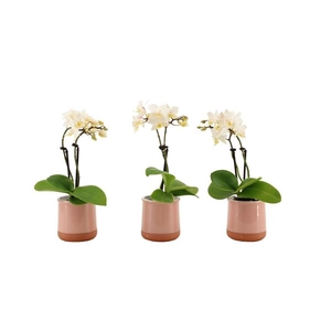 Valencia Roze Tiny Dolls Wit 2T12+ aqu@