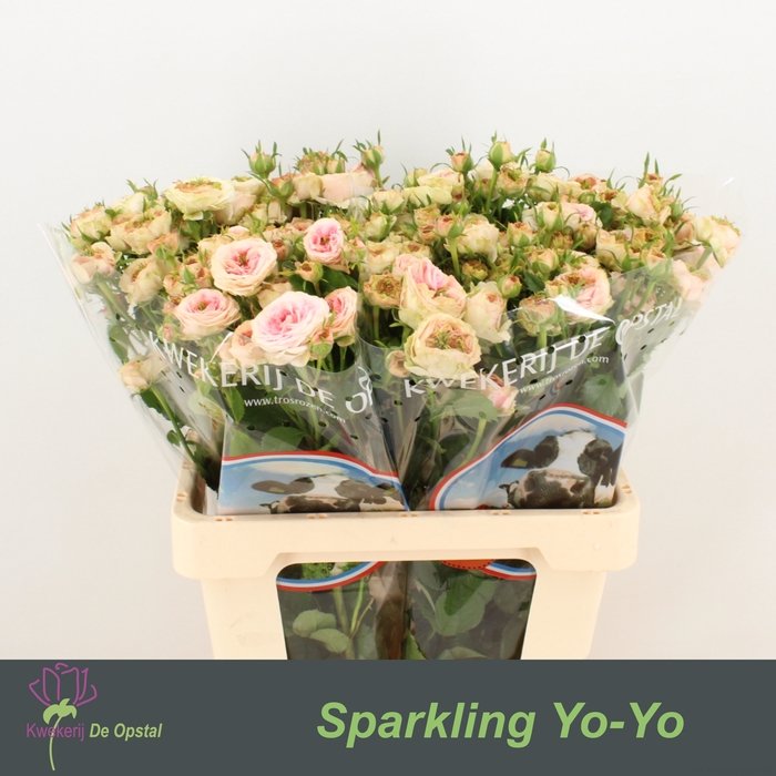 <h4>R tr Sparkling Yo-Yo</h4>