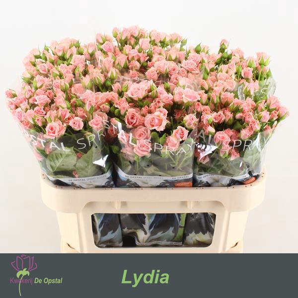 <h4>R Tr Lydia Opstal</h4>