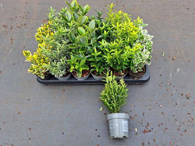 <h4>Euonymus jap. mix</h4>