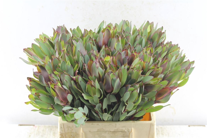 <h4>Leucad Senorita</h4>