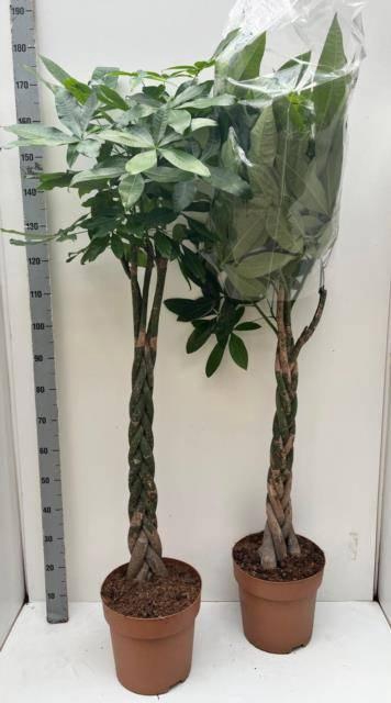 <h4>PACHIRA AQUATICA</h4>