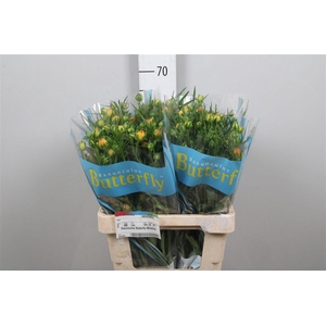 Ran Butterfly Minerva