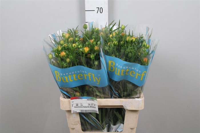 <h4>Ran Butterfly Minerva</h4>