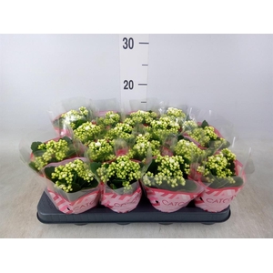 Kalanchoe blos. 'Calandiva Whites'