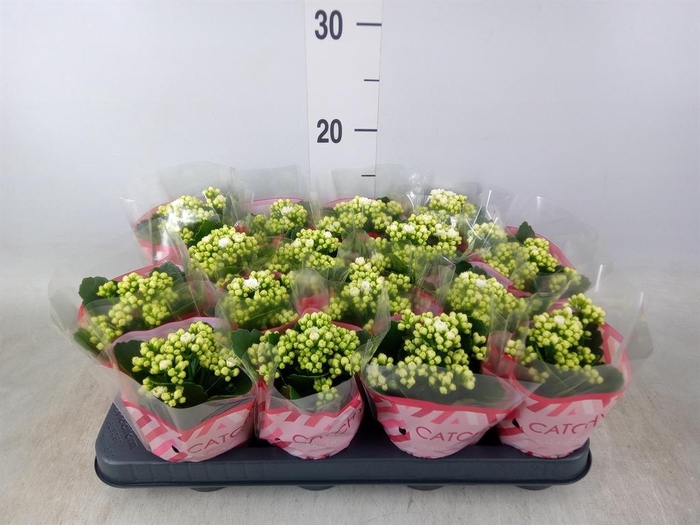 <h4>Kalanchoe blos. 'Calandiva Whites'</h4>