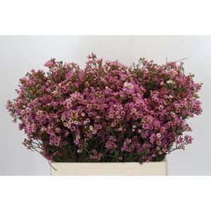 Chamelaucium Painted Lady