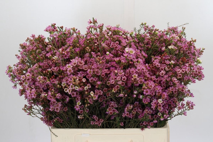 <h4>Chamelaucium Painted Lady</h4>