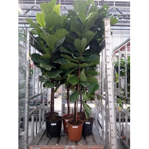 Ficus lyrata