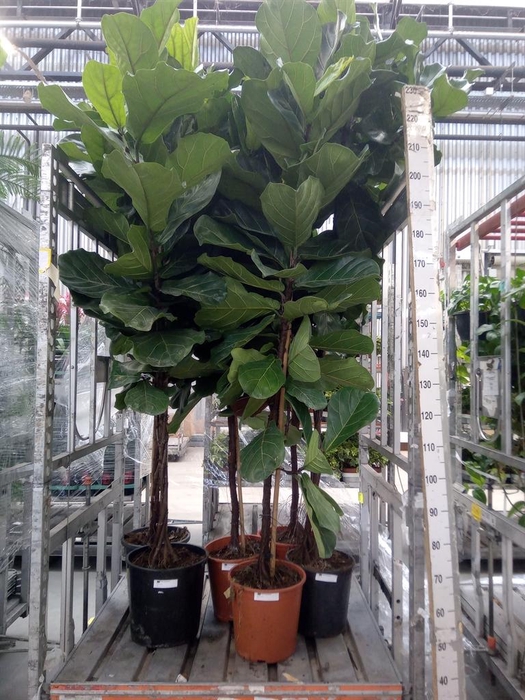 <h4>Ficus lyrata</h4>