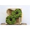 Wr Sierfruit Lilac De Chine 20cm