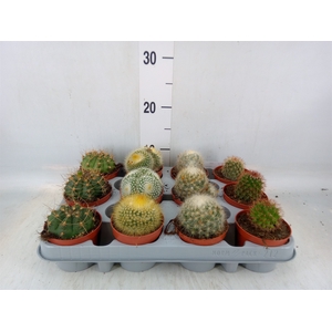 Cactus   ...mix