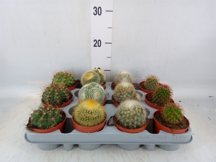 <h4>Cactus   ...mix</h4>