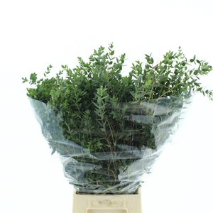 EUC PARVIFOLIA P BS
