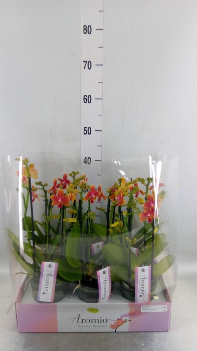 <h4>Phalaenopsis multi.   ...orange</h4>