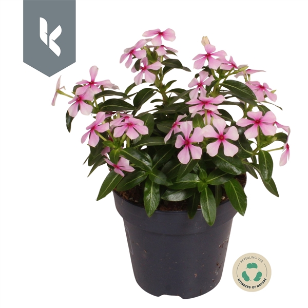 <h4>Catharantus Soirée Light Pink</h4>