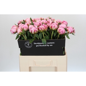 Paeonia Sarah Bernhardt XL