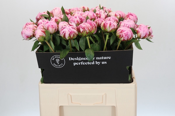 Paeonia Sarah Bernhardt XL