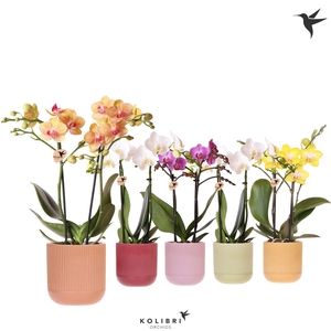 Kolibri Orchids Phalaenopsis mix 2 spike in Flare pot mix