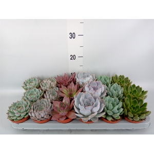 Echeveria   ...mix