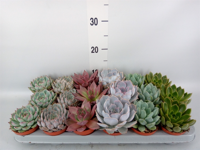 <h4>Echeveria   ...mix</h4>