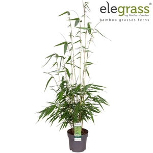 Fargesia robusta Pingwu