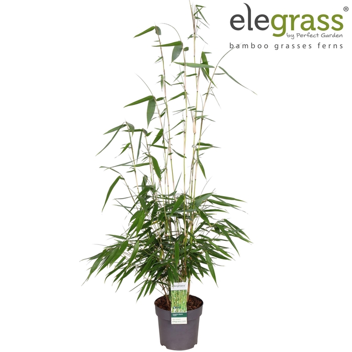 <h4>Fargesia robusta Pingwu</h4>