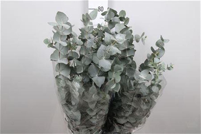 <h4>Euca Cinerea Extra</h4>
