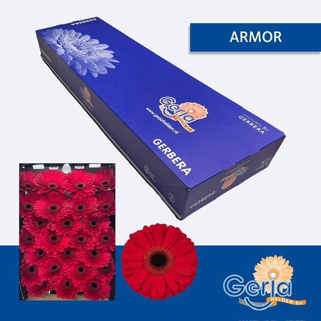 <h4>GE GR ARMOR</h4>