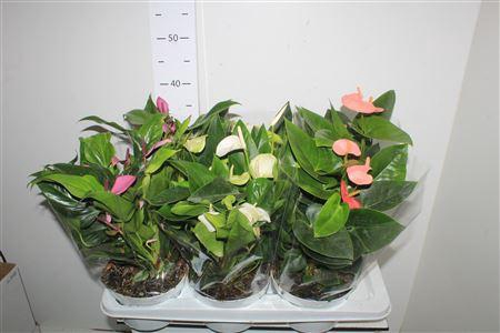 <h4>Anthu An Gem 3 Kl 7+ P17 Schaaltje</h4>