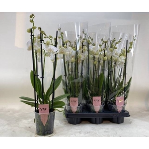 PHAL AN INVERNESS