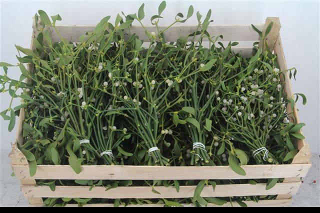 <h4>VISCUM ALBUM BS</h4>