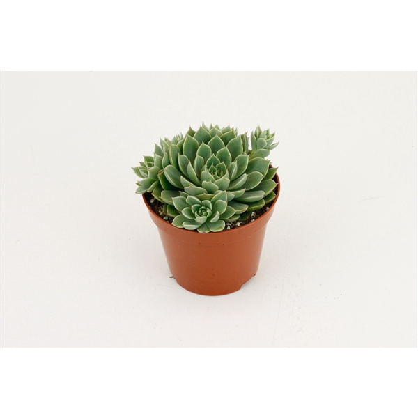 <h4>Echeveria Scorpio</h4>