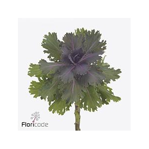 Brassica altair