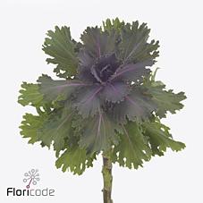 <h4>Brassica altair</h4>