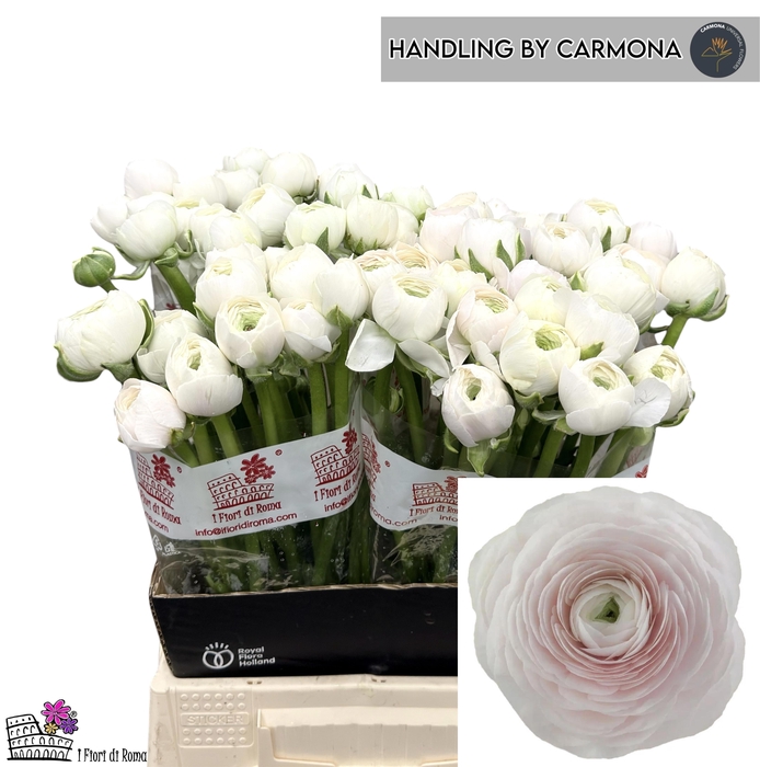 <h4>RAN SU HANOI</h4>