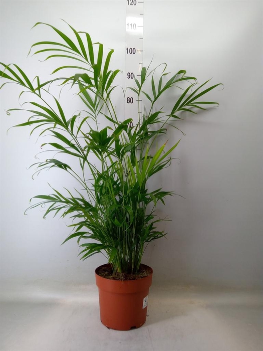 <h4>Chamaedorea cataractarum</h4>